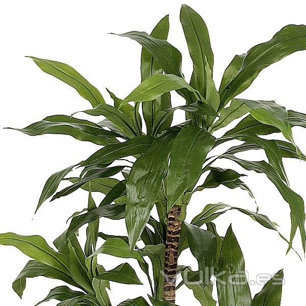 Planta artificial dracaena fragans 135 verde en lallimona.com detalle1