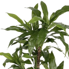 Planta artificial dracaena fragans 135 verde en lallimonacom detalle1