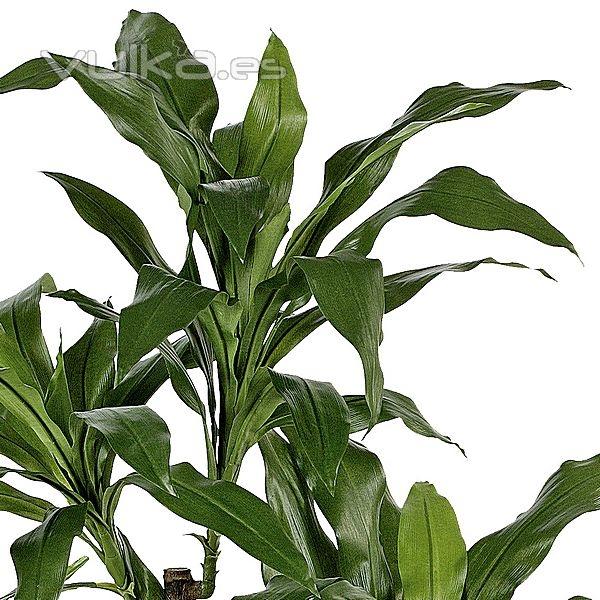 Planta artificial dracaena fragans 150 verde en lallimona.com detalle1