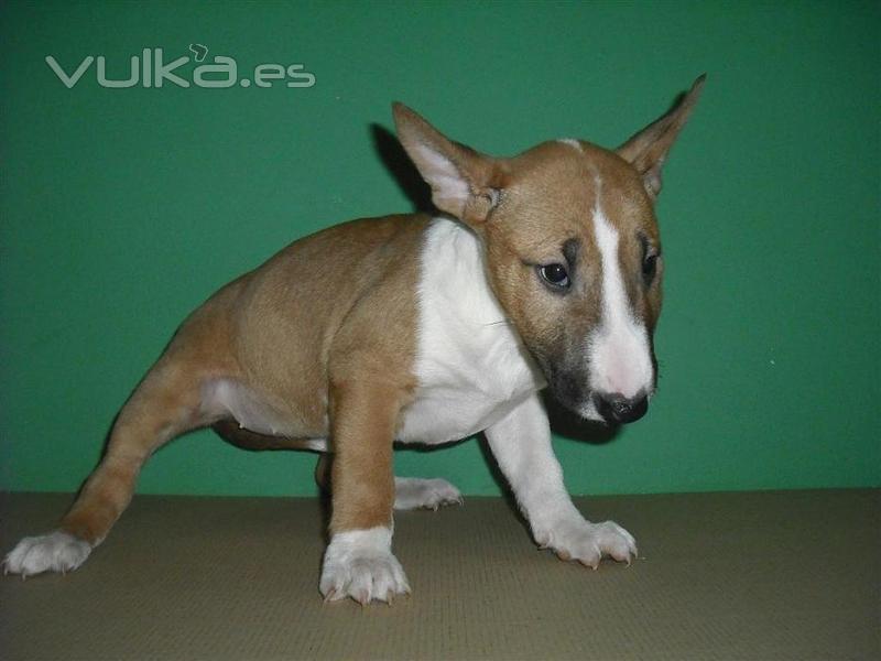 Bull Terrier de Zococan