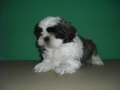 Shih Tzu de Zococan