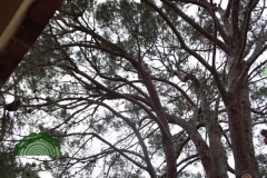 Ecoarbol - foto 14