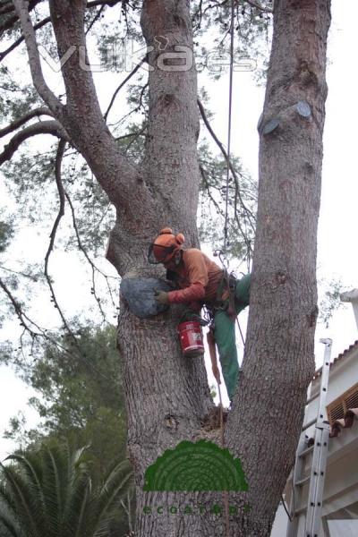 ecoarbol