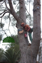 Ecoarbol - foto 16