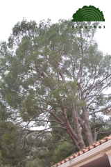 Ecoarbol - foto 8