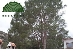 Ecoarbol - foto 12