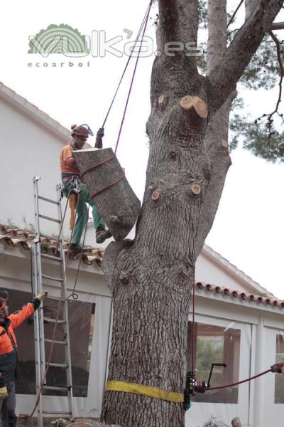 poda de pinos valencia