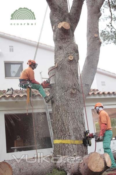 poda de arboles valencia