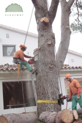 Podadores profesional