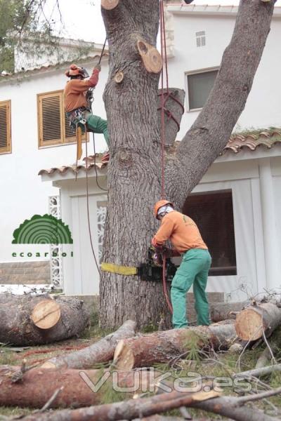 empresa de poda benicasim