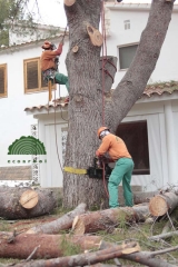 Empresa de poda benicasim