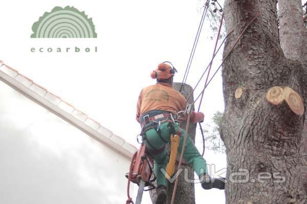 desmontaje de arboles peligrosos