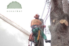 Desmontaje de arboles peligrososc