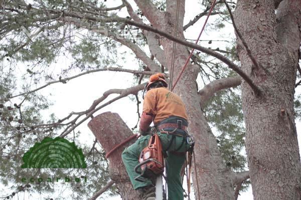 poda de arbol peligrosos