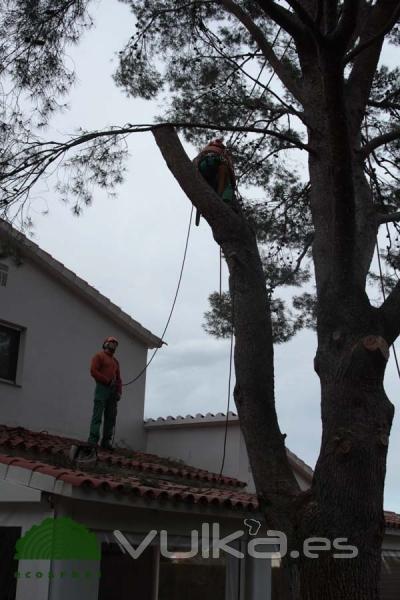 poda de ramas peligrosas