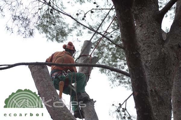 poda de pinos ecoarbol