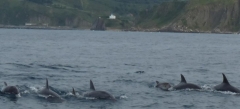 Nos acompañan delfines en las prácticas