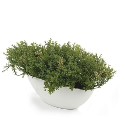 Planta artificial leucalendron pequena en lallimonacom