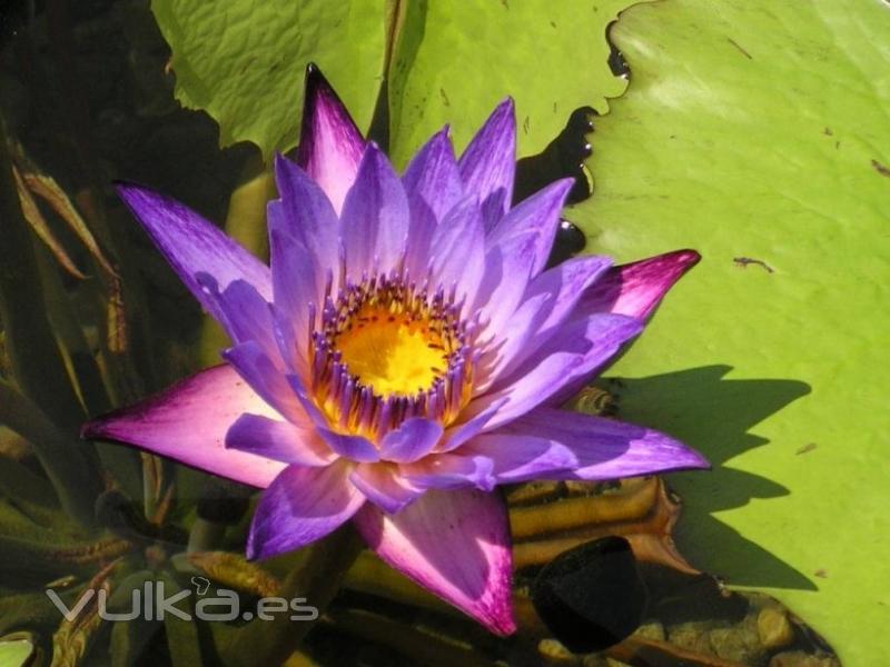 La flor muestra su belleza cuando se abre, dejanos ayudarte a mostrar la tuya!