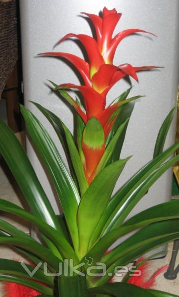 Bromelia