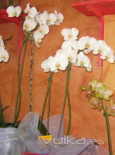 Orquidea farenopsis