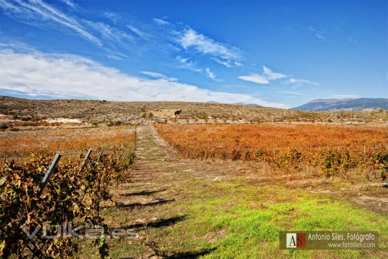 Viñedos de El Cortijo La Vieja, Antonio Siles Fotógrafo