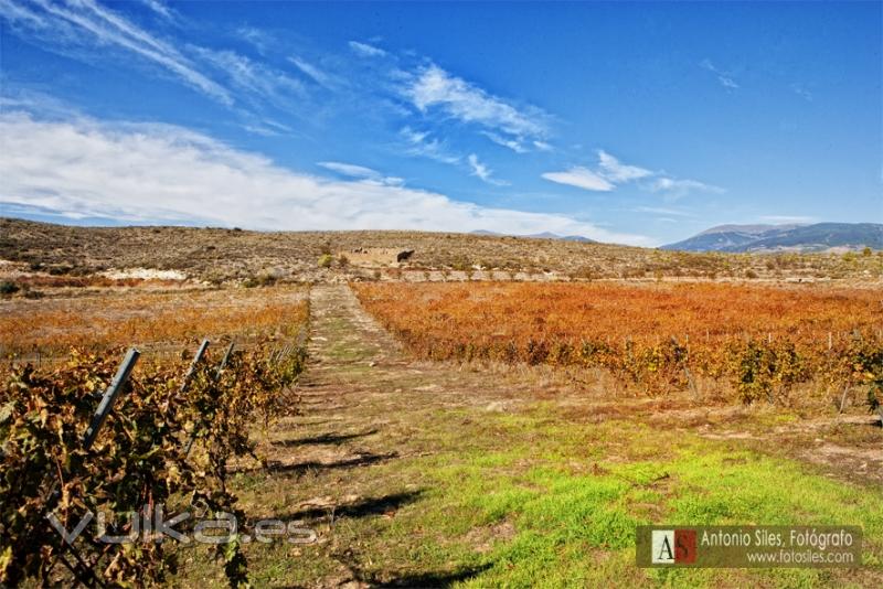 Viedos de El Cortijo La Vieja, Antonio Siles Fotgrafo