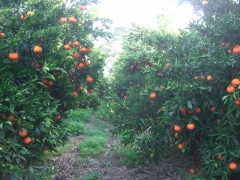 Foto 148 hortalizas y fruterías - Naranjas Clementinacom