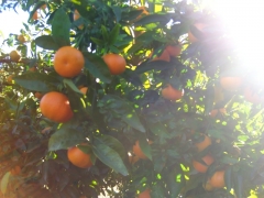 Foto 399 productos alimentación - Naranjas Clementinacom