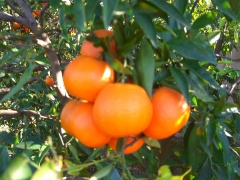 Naranjas clementinacom - foto 1