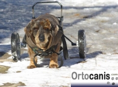 Sillas de ruedas para perros o andador para perro hecho a medida.