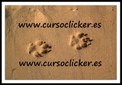 www.cursoclicker.es