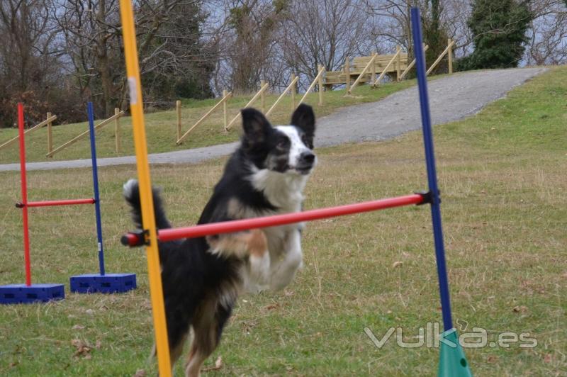 Adietramiento San Sebastian,Guipuzcoa, Agility Asoc. Noble y Fiel Amigo ANFA Enero 2011