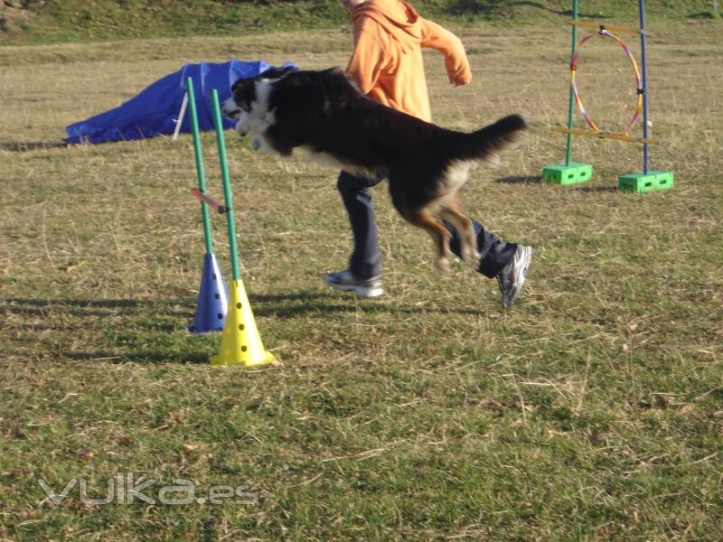 Adietramiento San Sebastian,Guipuzcoa, Agility Asoc. Noble y Fiel Amigo ANFA Enero 2011