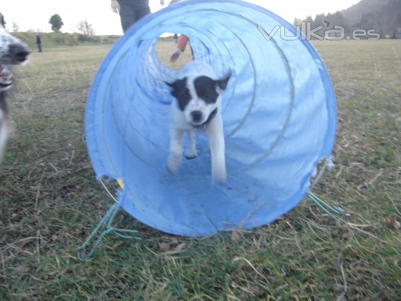 Adietramiento San Sebastian,Guipuzcoa, Agility Asoc. Noble y Fiel Amigo ANFA Enero 2011