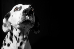 Fotografia profesional de mascotas consulta precios en wwwartefotonet