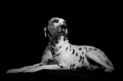 Fotografia profesional de mascotas consulta precios en wwwartefotonet