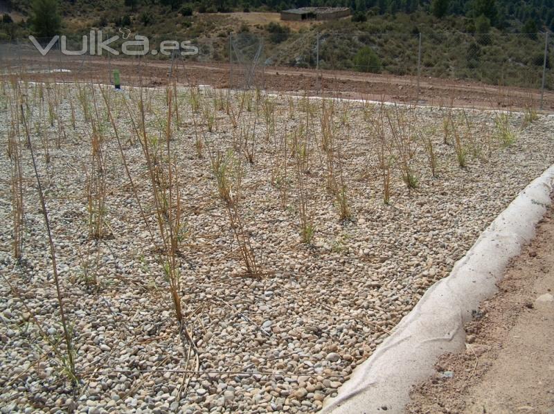 Sistema de Fitodepuración, (Depuración natural sin coste de mantenimiento)