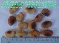 Habas del peru