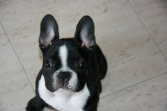 Bull dog frances dante