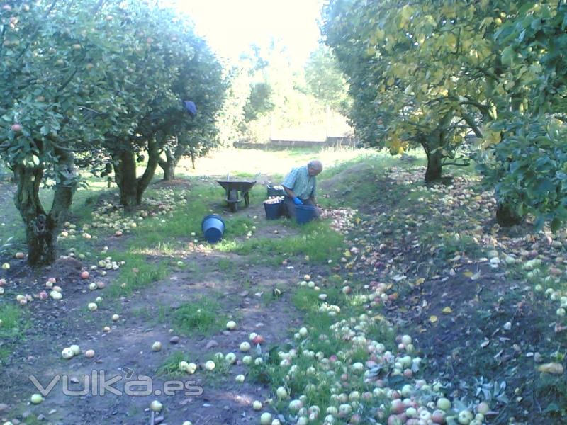 Manzanas de Sidra