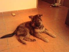 Xaber camada de mia y bahis mihalko