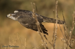 Taller de Fotografia de Rapaces.