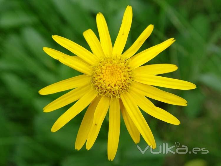 Arnica Montana