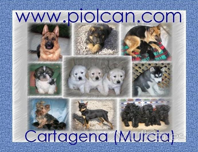 Cachorros