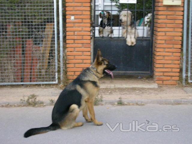 Educación Canina 01