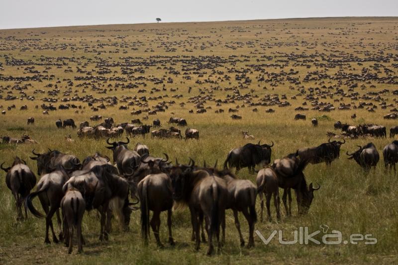Vive frica!!. Imgen tomada en la frontera del Serengeti con Masai Mara