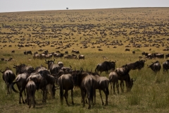 Vive frica!!. Imgen tomada en la frontera del Serengeti con Masai Mara
