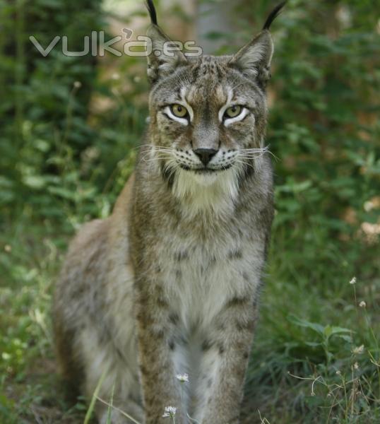 LINCE