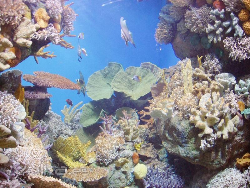 laquarium de barcelona, Acuario de Barcelona